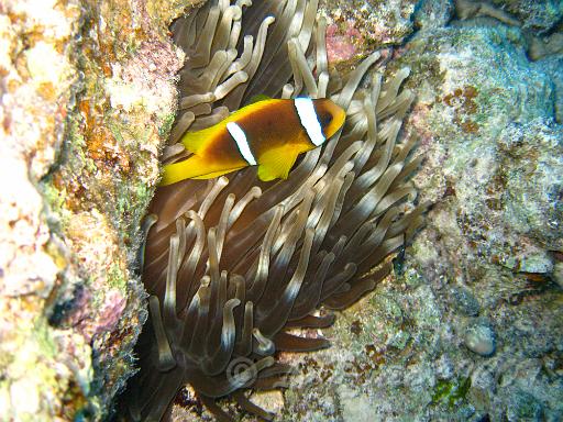 Poisson clown - Amphiprion bicinctus (2).JPG